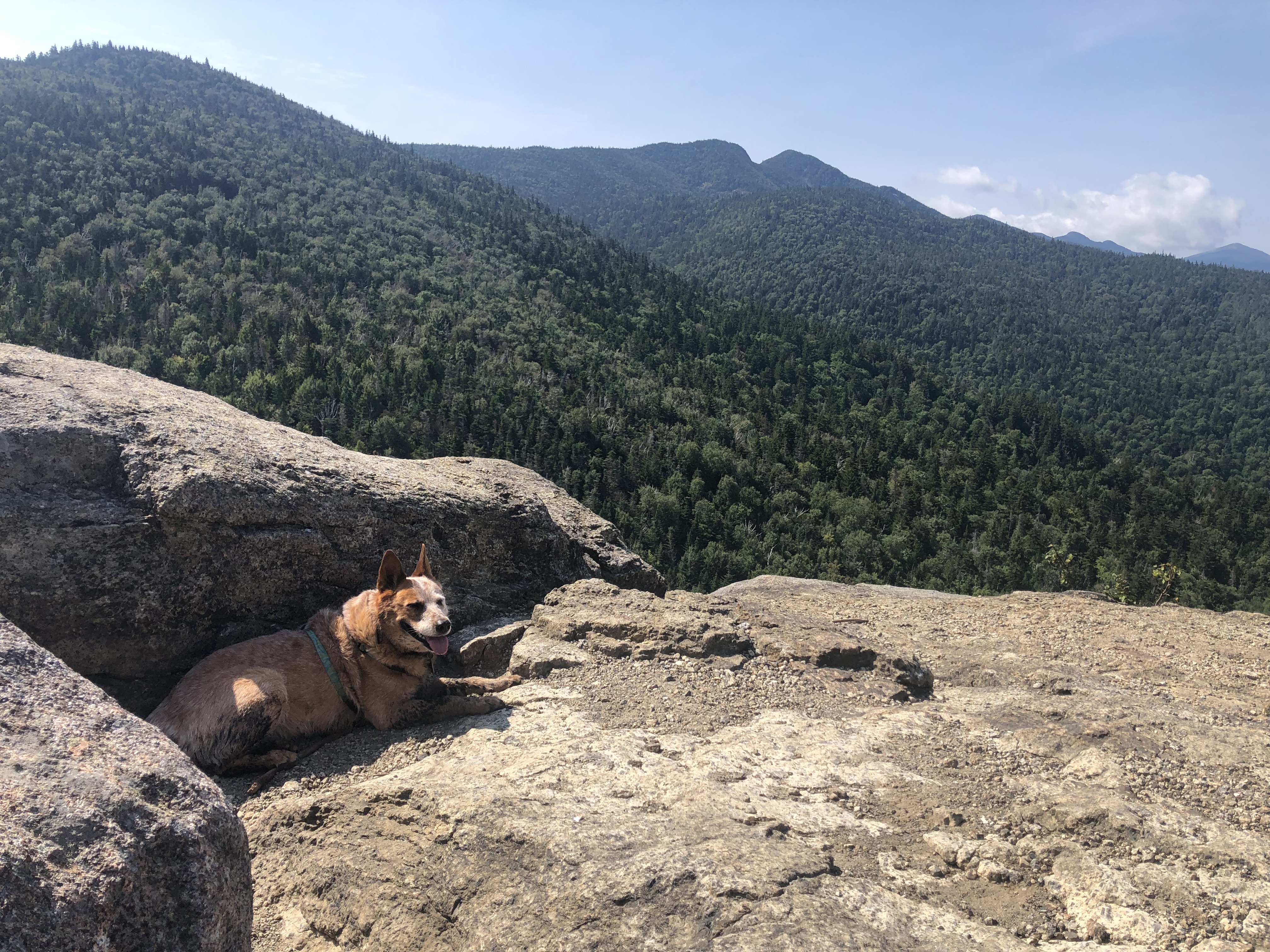 Dog resting in shade of rock on summit with mountain views