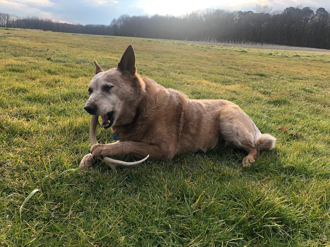 Dog chewing on an antler