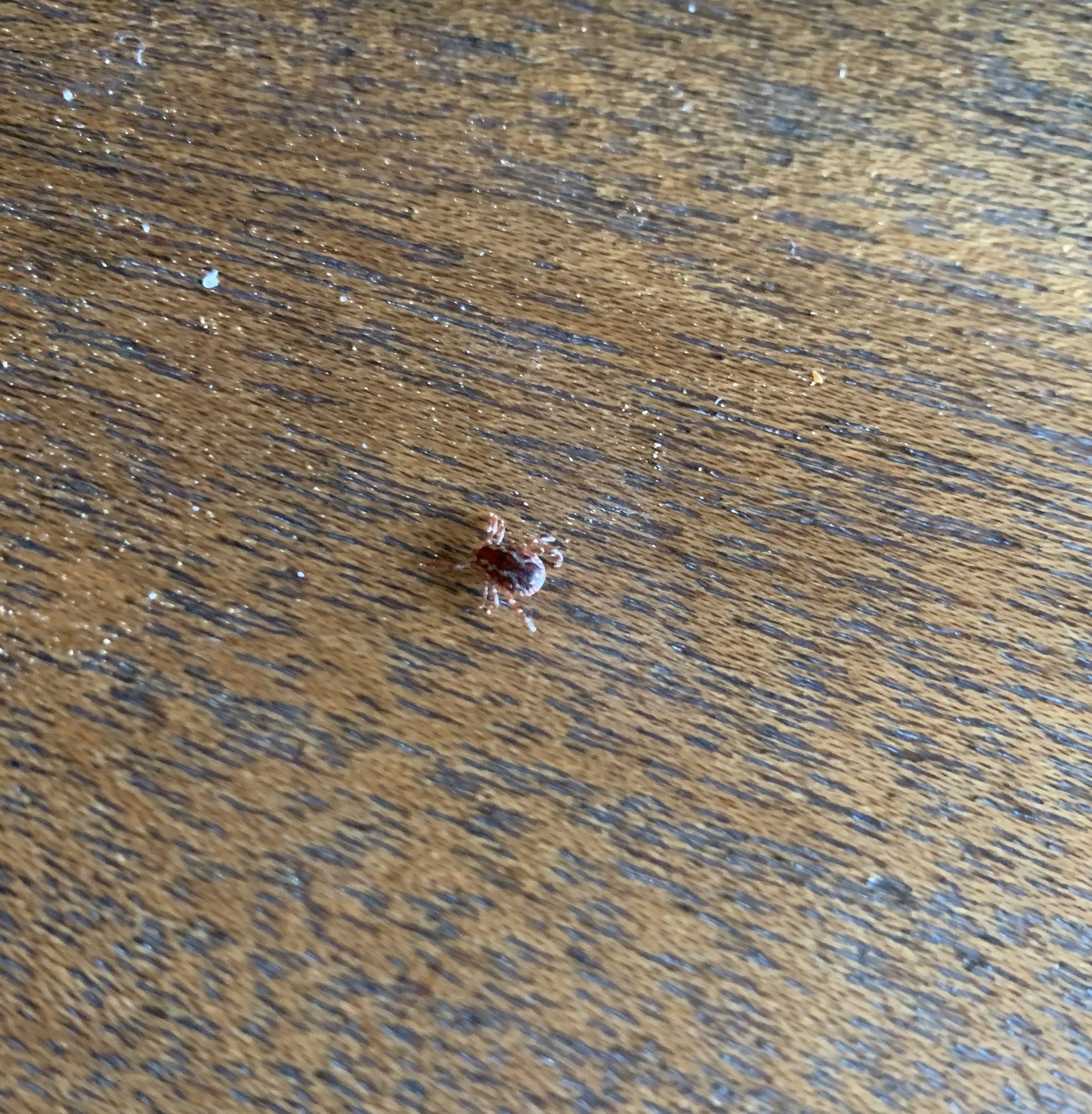 tick on wood grain table