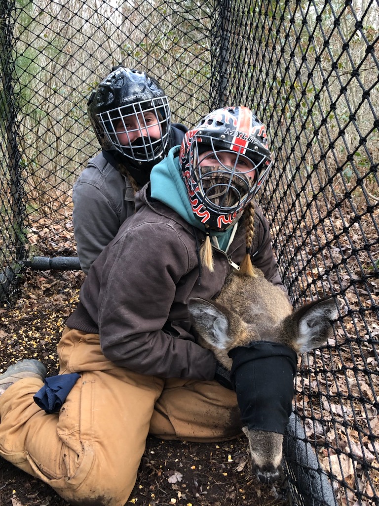 Crew members restrain a deer in a Clover trap