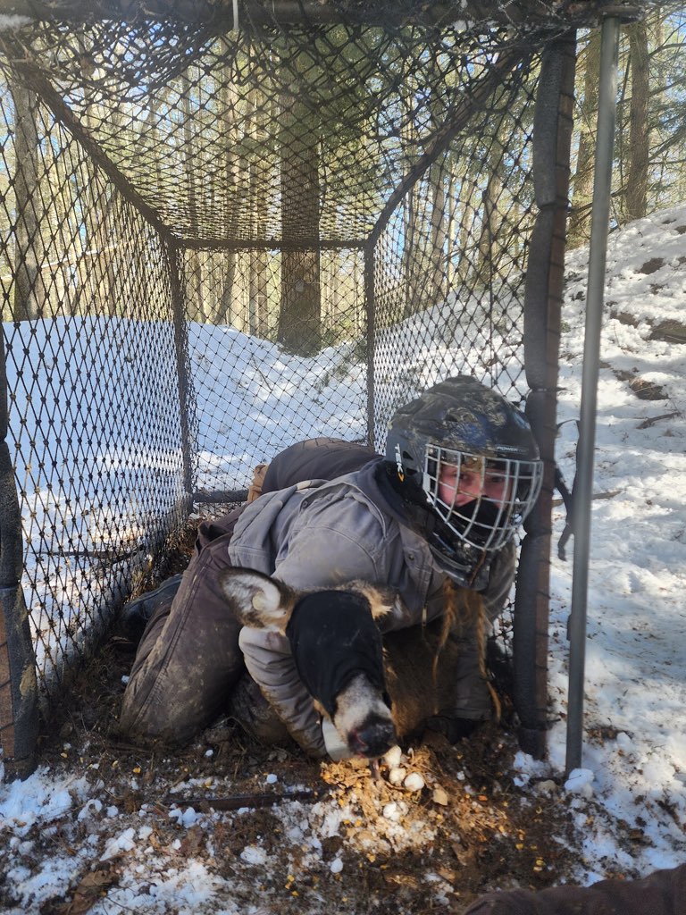 Deer being restrained in a Clover trap by a crew member in a goalie helmet