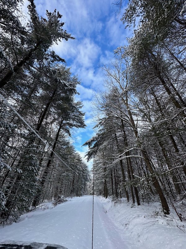 Looking skyward on a snowy forest road to the blue sky