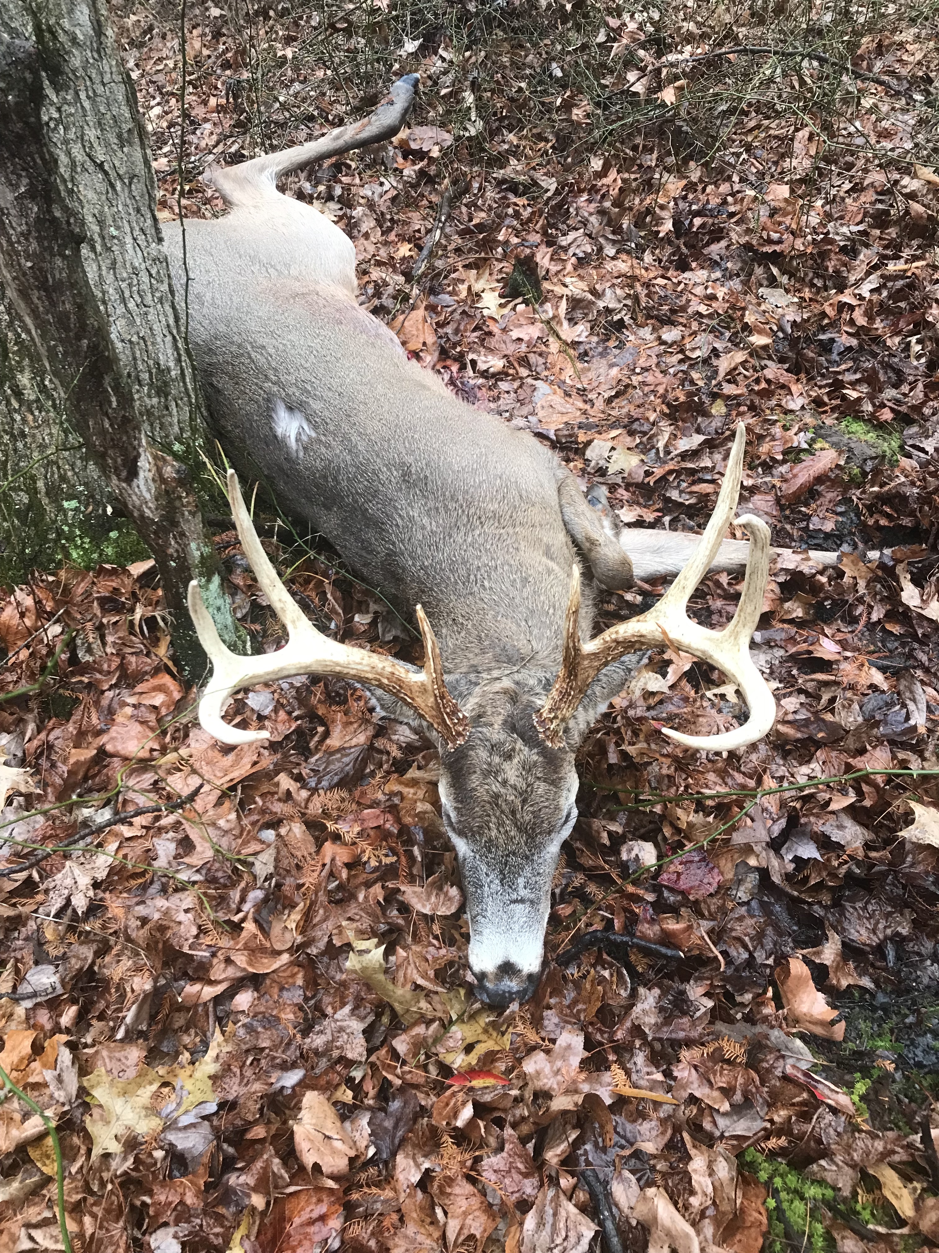 harvested buck laying on ground with view of antlers