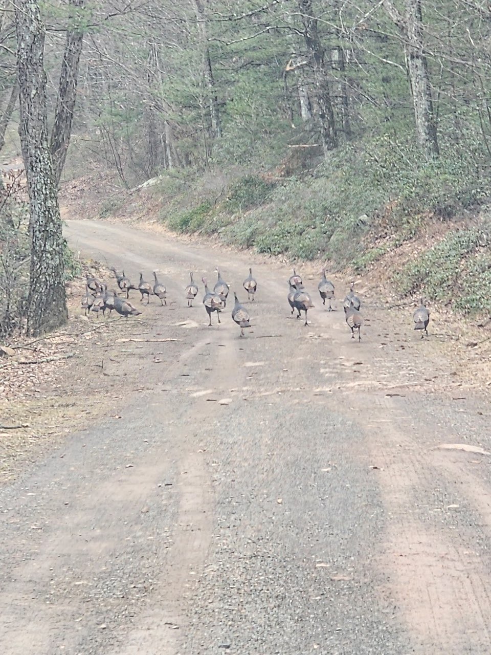 flock of turkeys running down the road