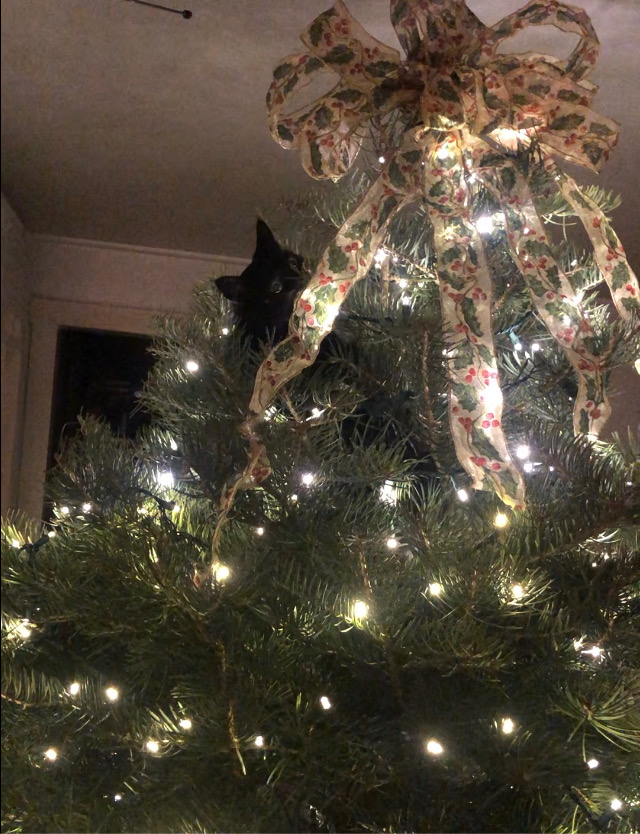 black cat at the top of a christmas tree