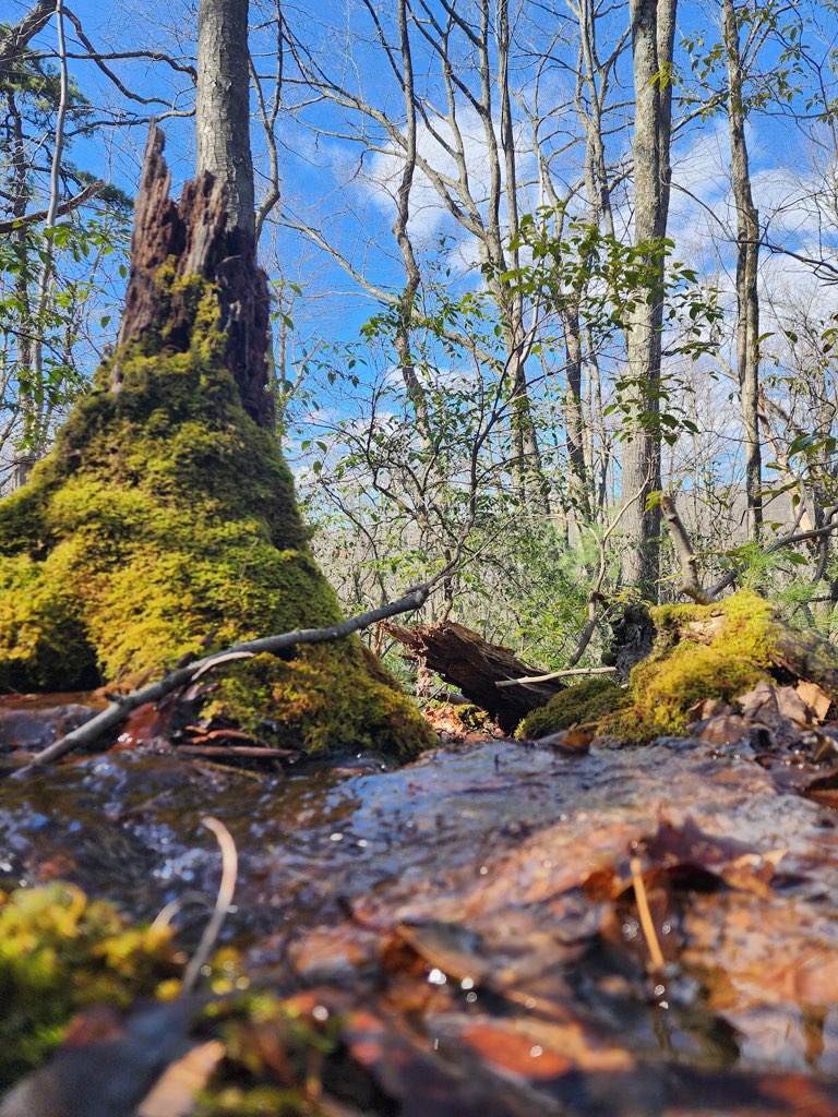 blue sky from the level of a stream