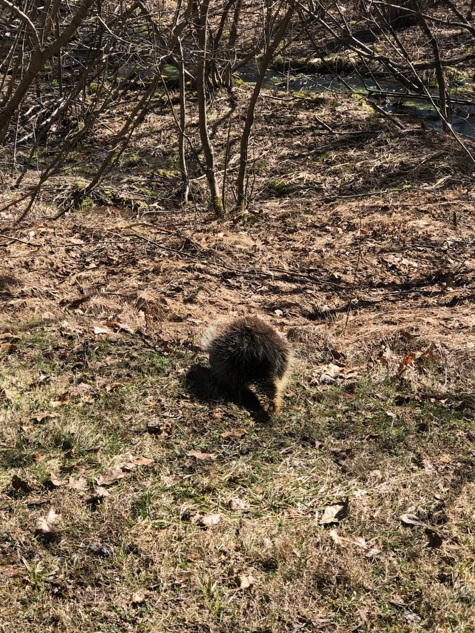 porcupine waddling away