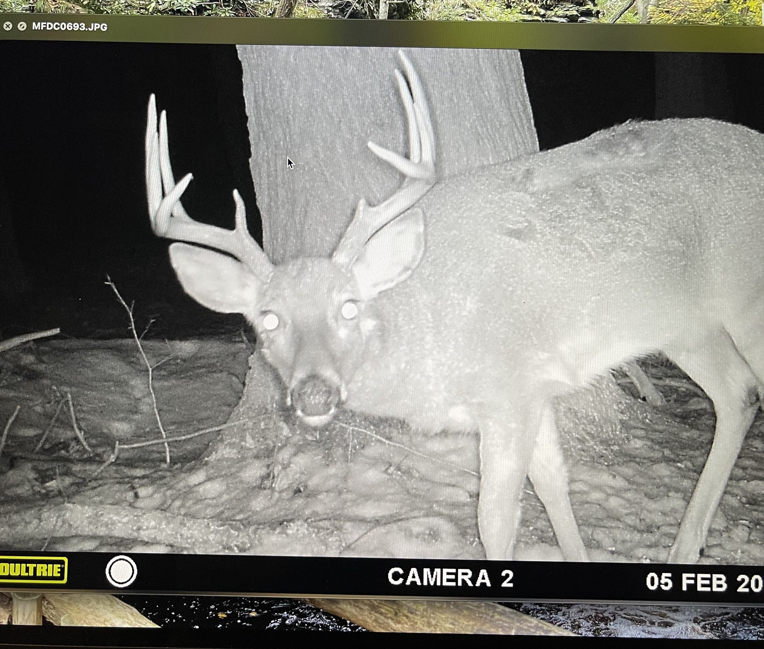 Buck with antlers looking at trail camera in the dark
