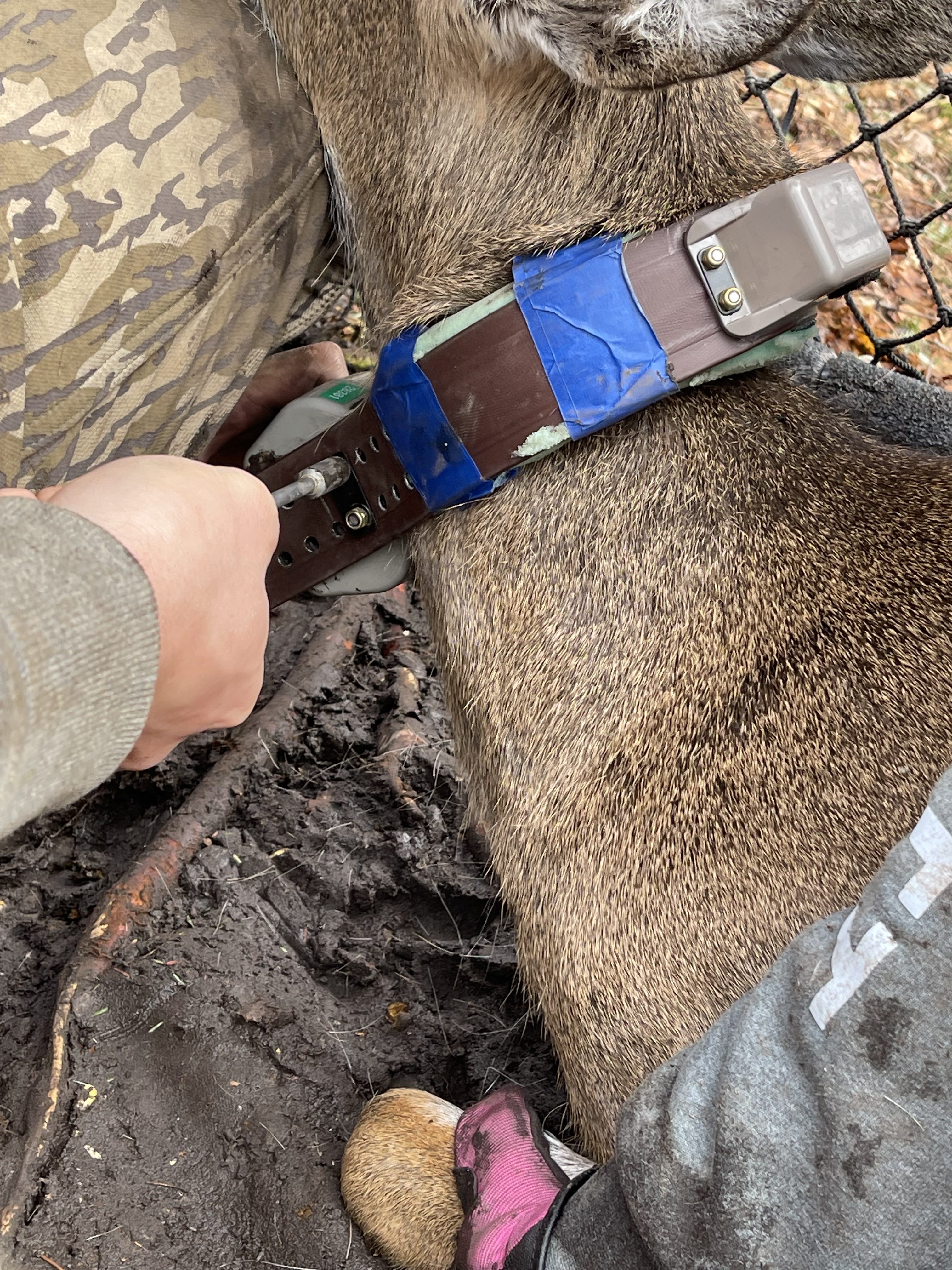 neck of deer being fitted with a collar