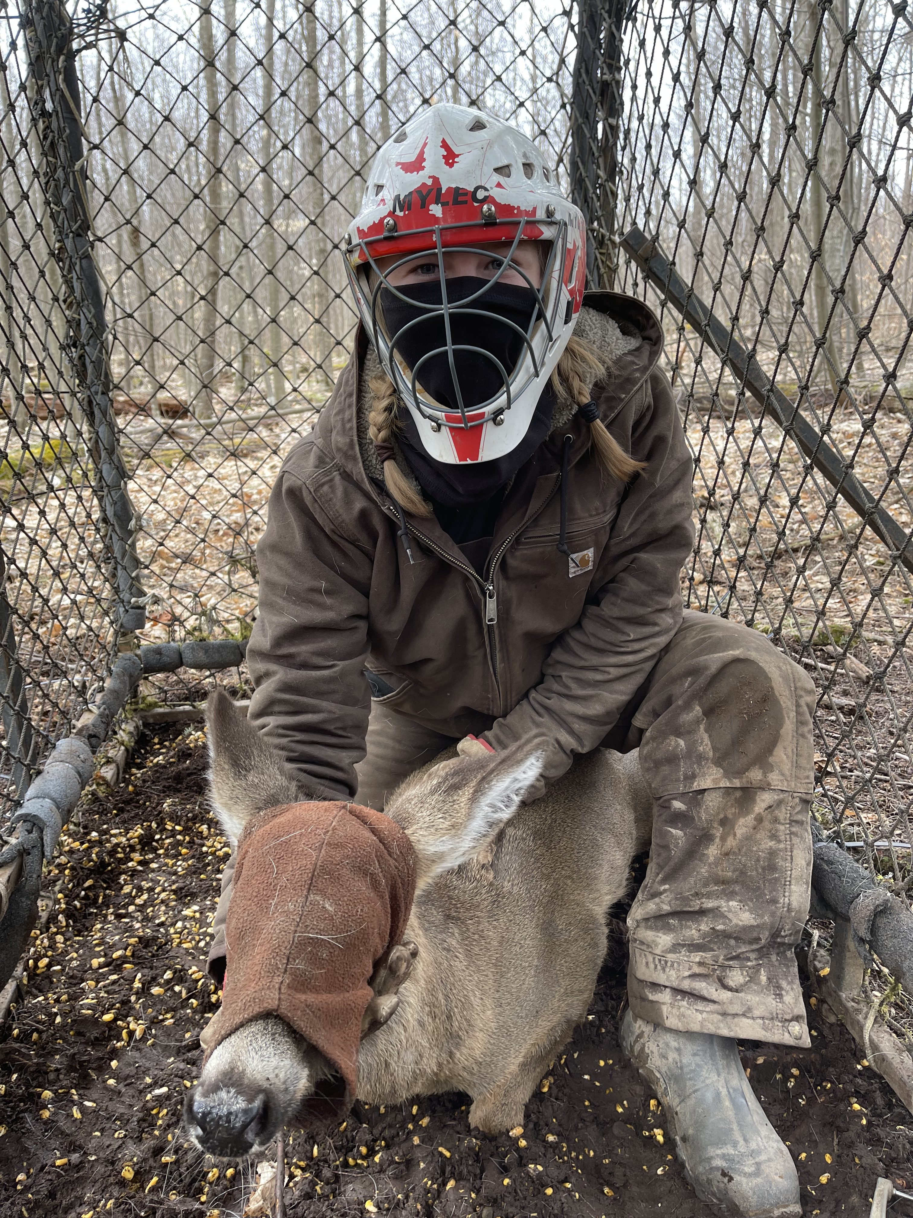 Crew member restraining deer in Clover trap