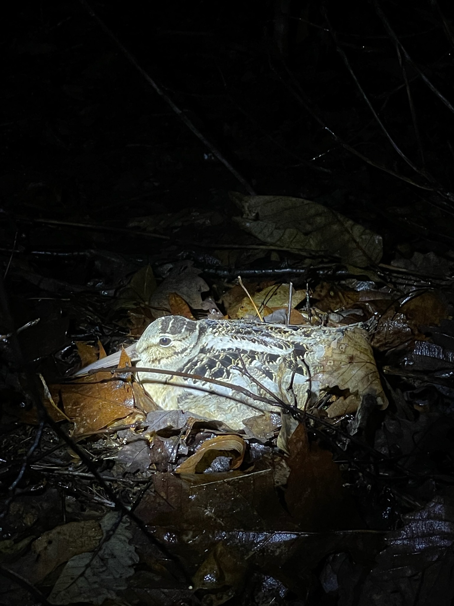 night time picture of a woodcock sitting in leaf litter