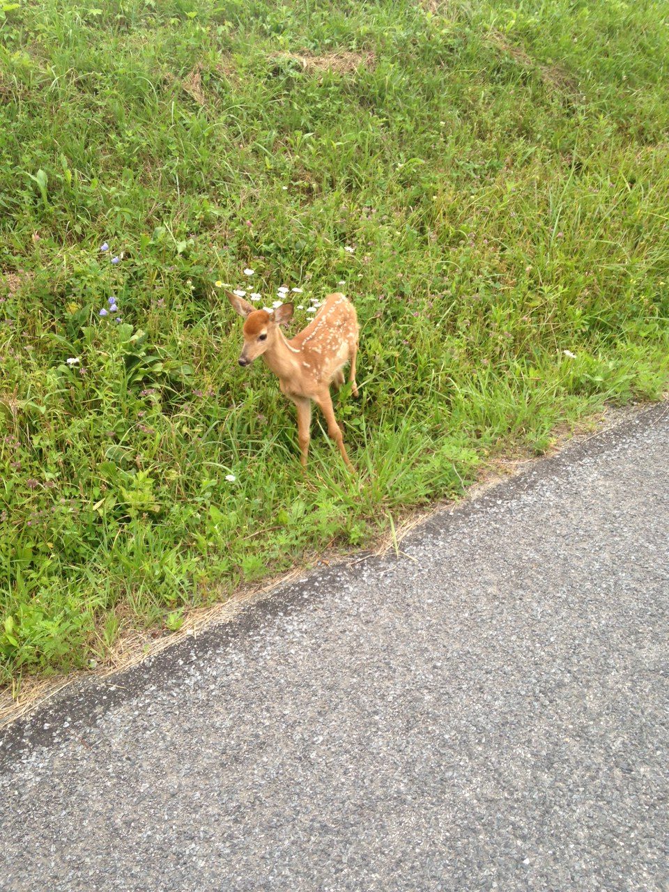 Fawn standing on side of paved road