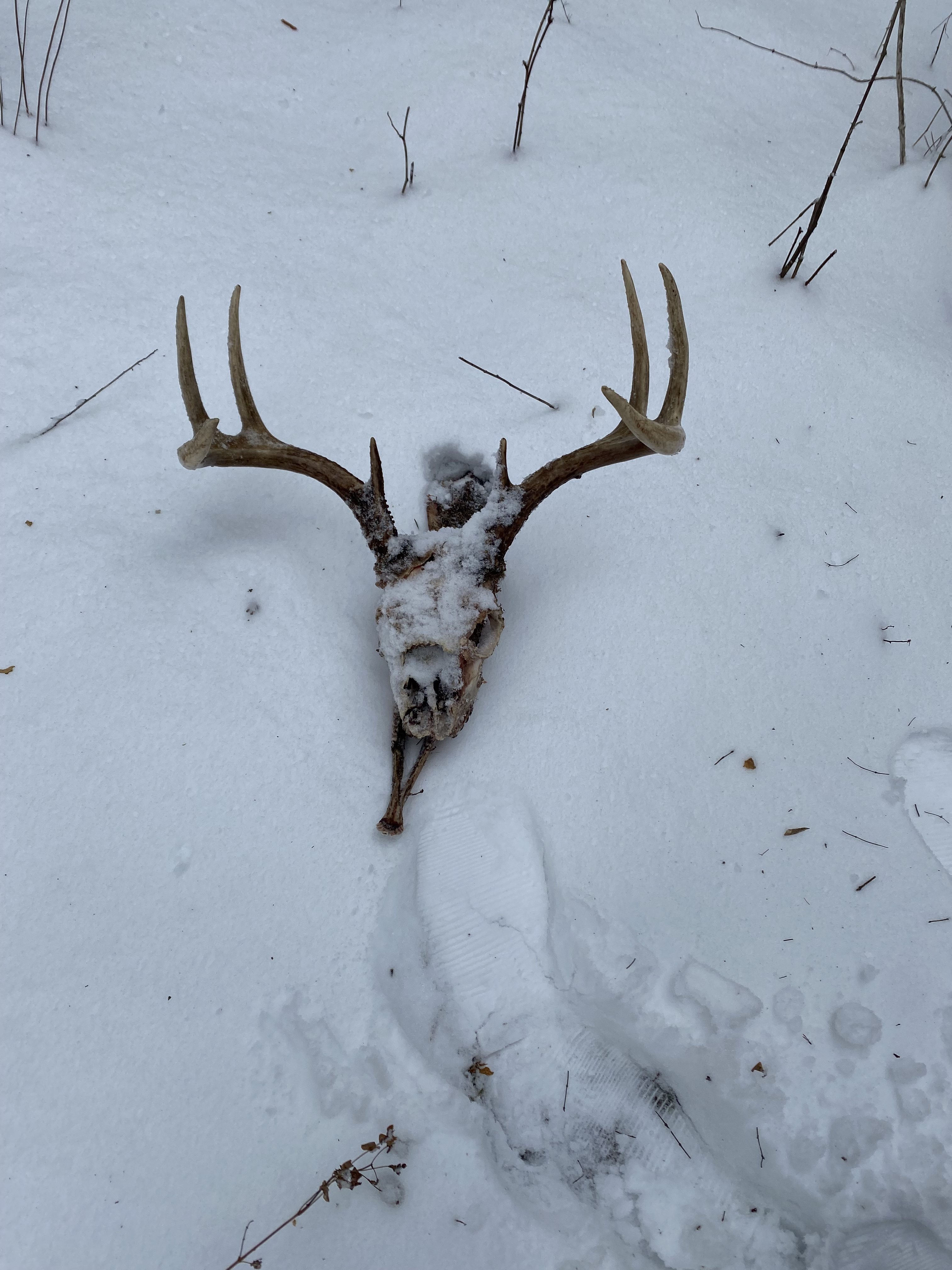 buck skull laying in the snow
