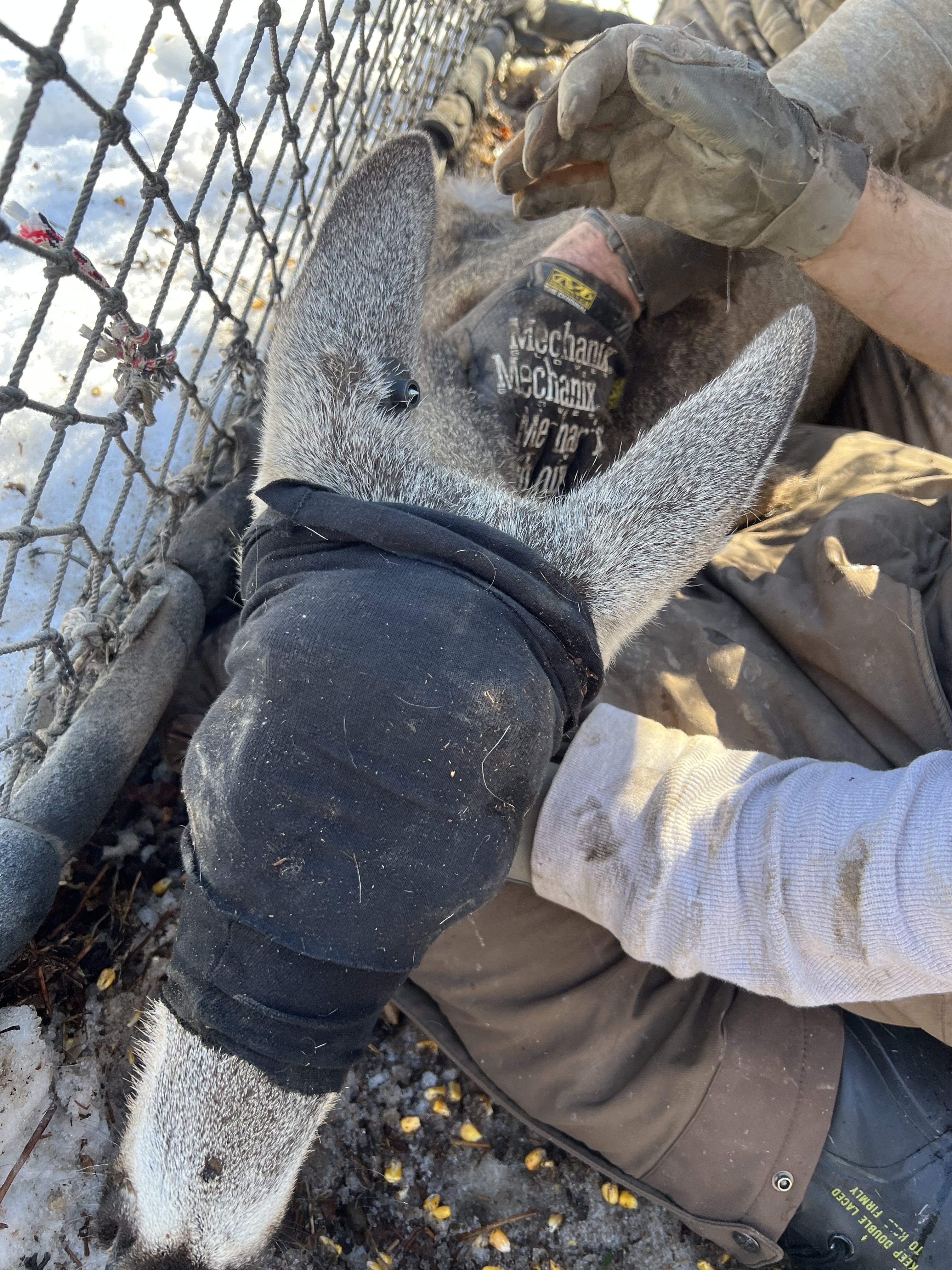 looking down on blindfolded deer's head in a Clover trap