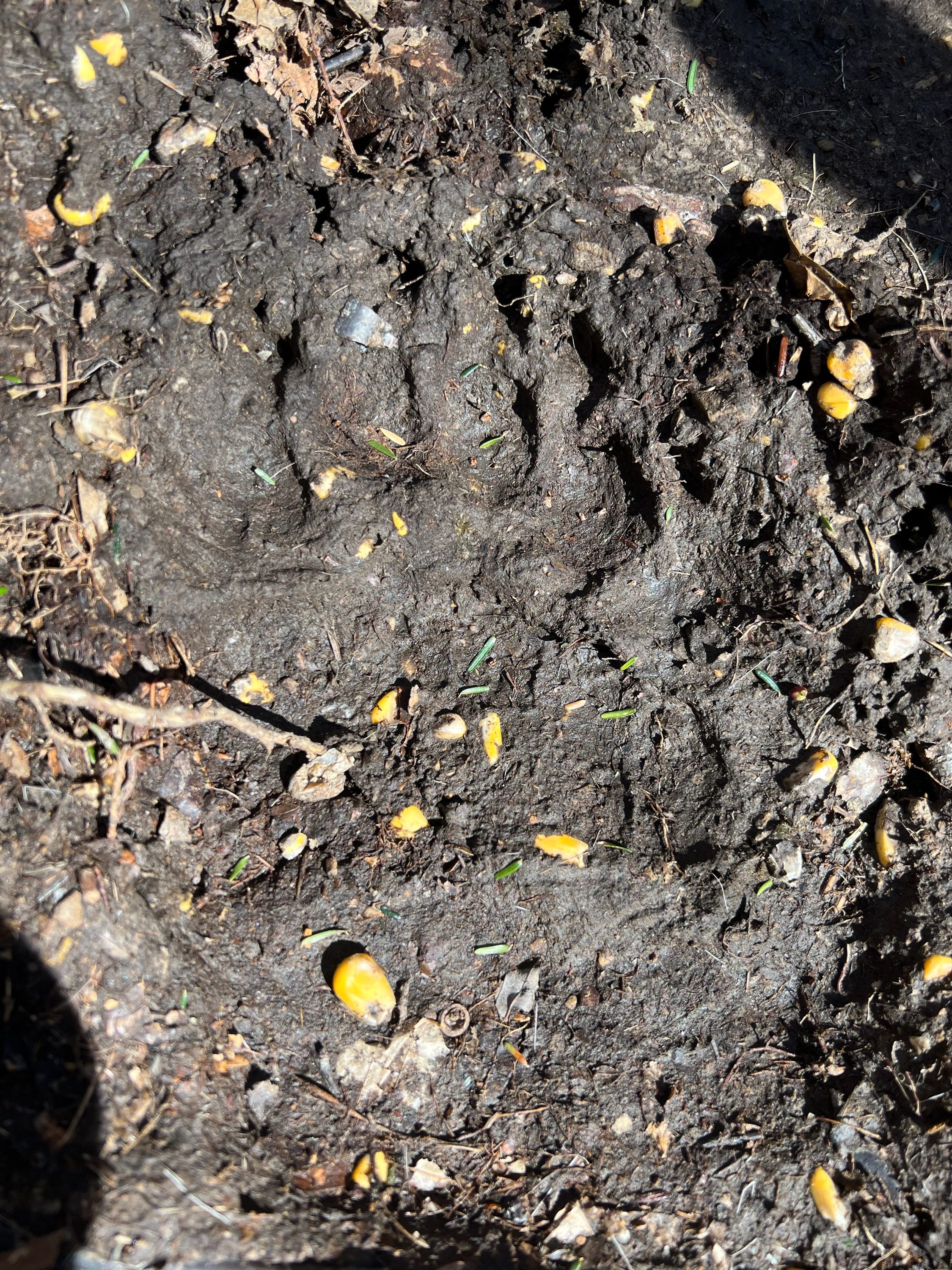 Bear print in the mud