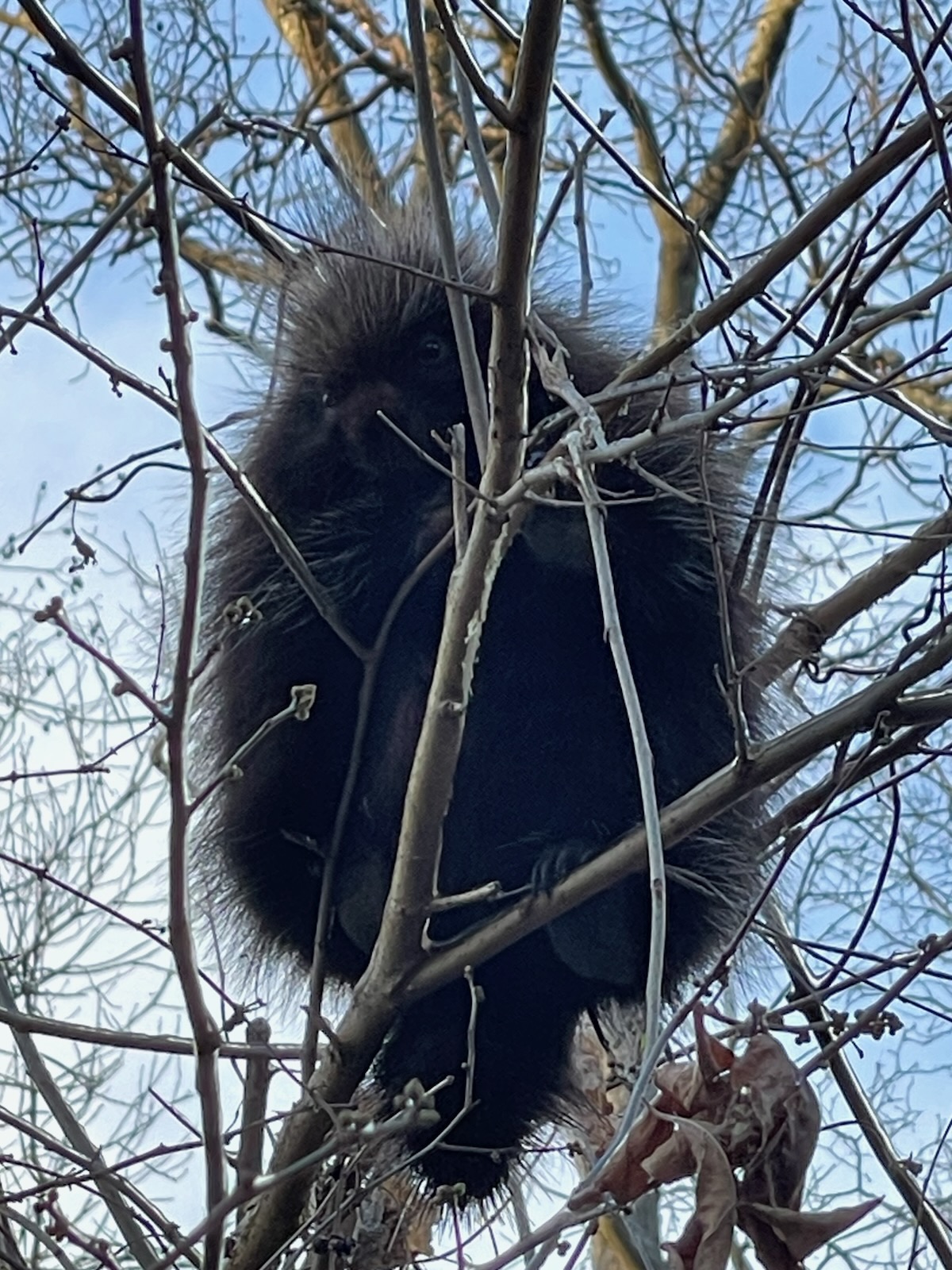porcupine in a tree looking down at camera