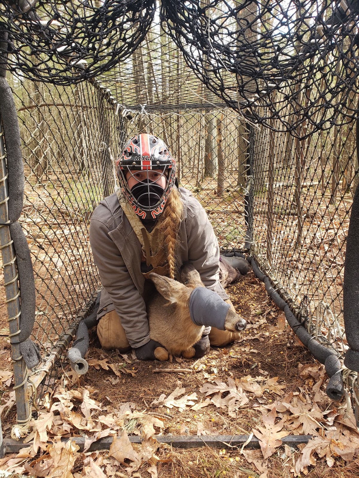 Crew member restrains a masked deer inside a Clover trap