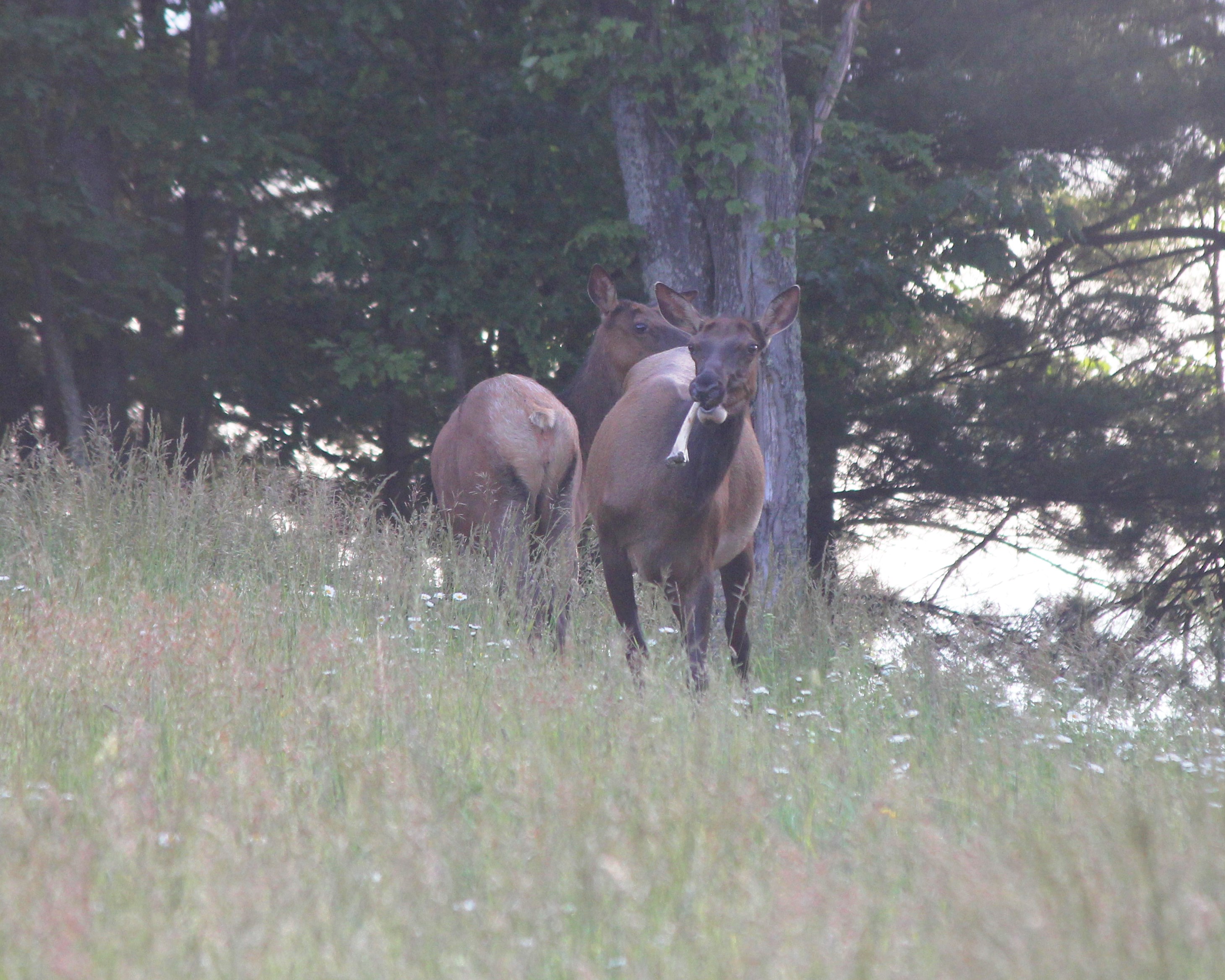 Cow elk chewing a femur bone