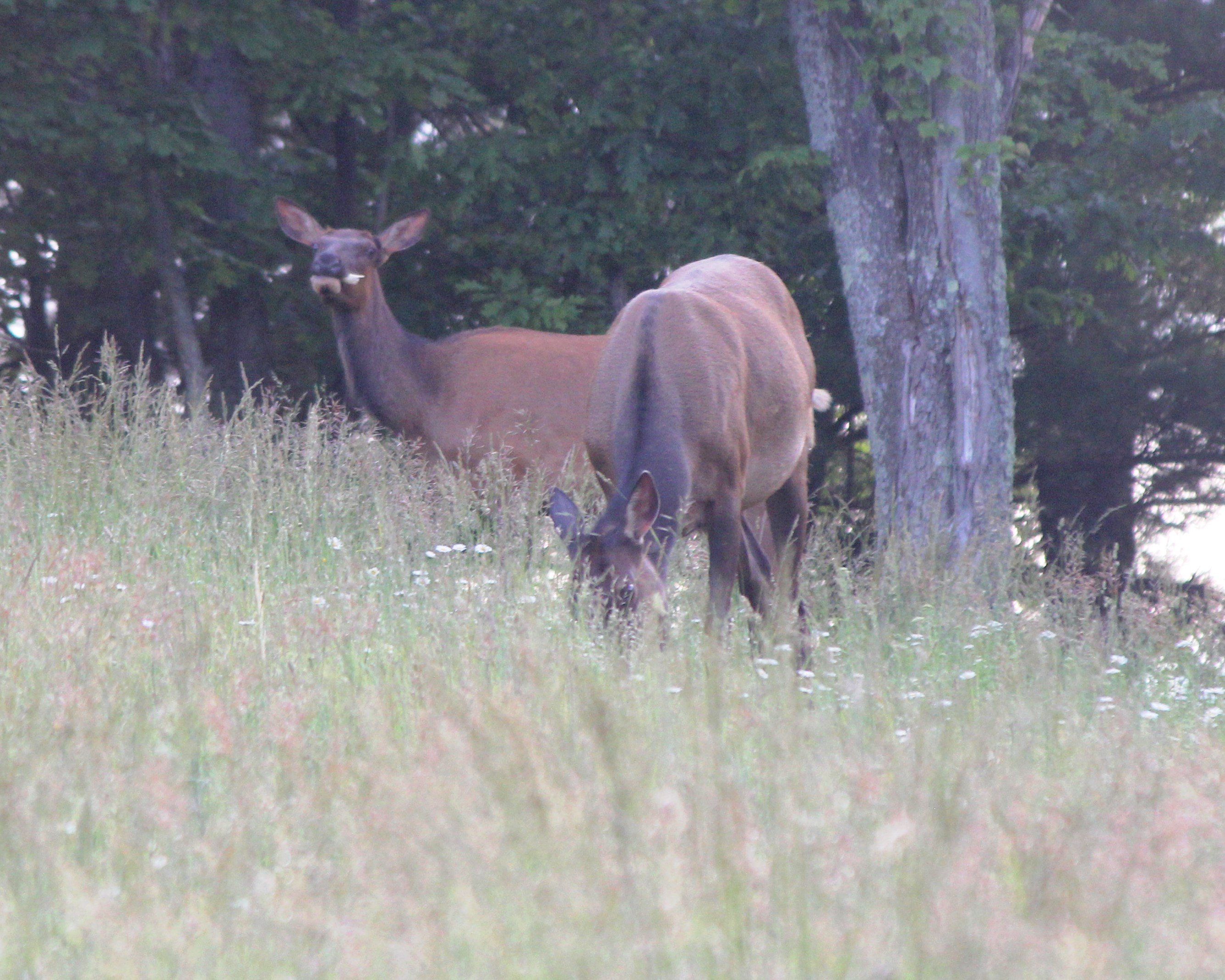Cow elk chewing a bone