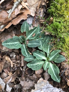 Looking downward on rattlesnake plantain