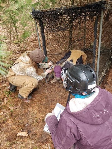 crew processing deer in Clover trap