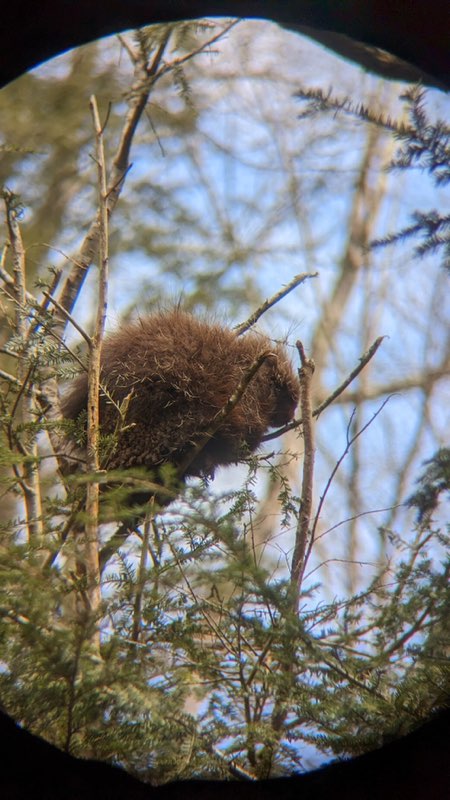 porcupine sitting on a branch