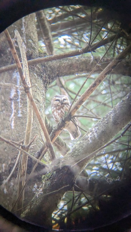 saw whet owl in a tree