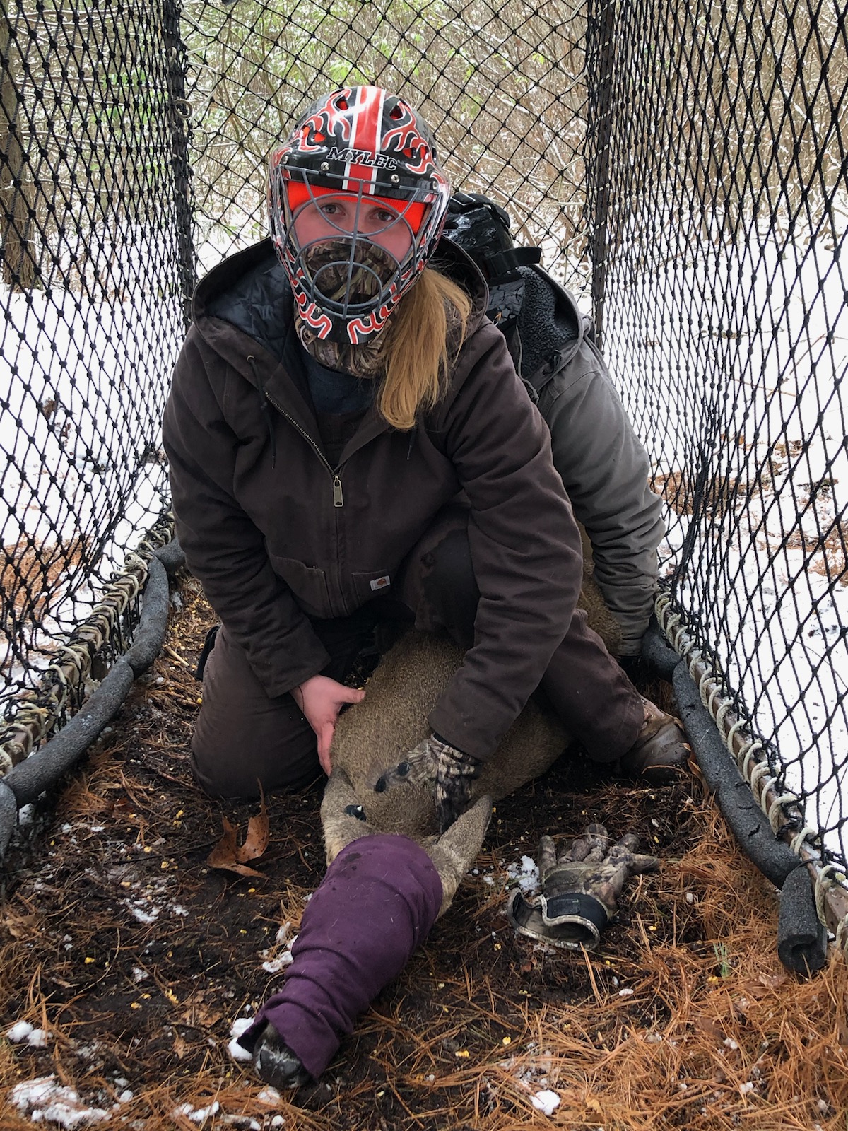 2 crew members in the Clover traps restraining a deer