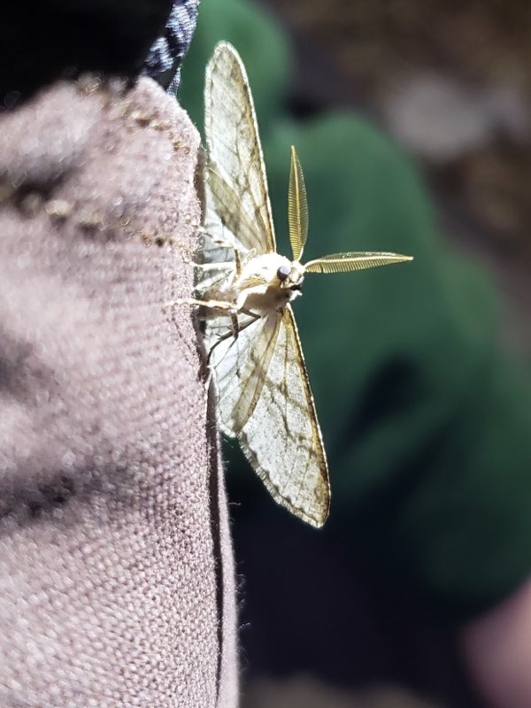 moth resting with fuzzy antenna clearly visible