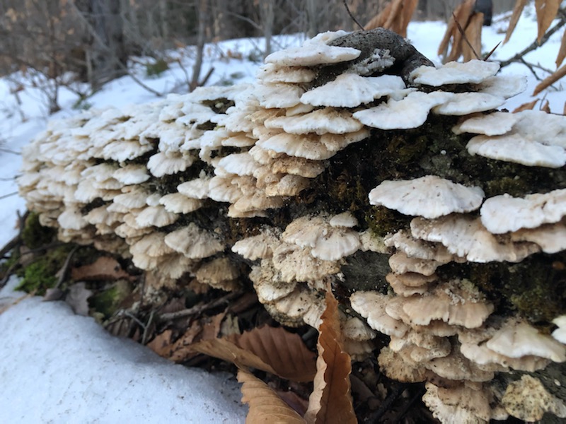 white shelf fungus in winter