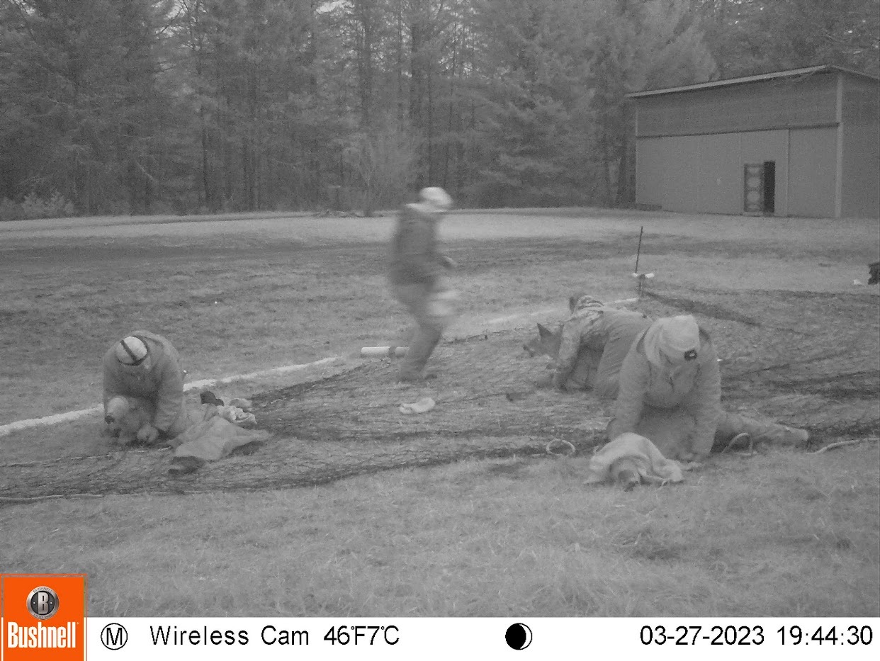 Trail cam pic of deer in the rocket net with crew restraining them