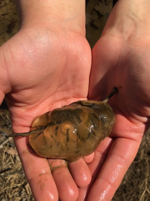 hands holding egg mass from vernal pool