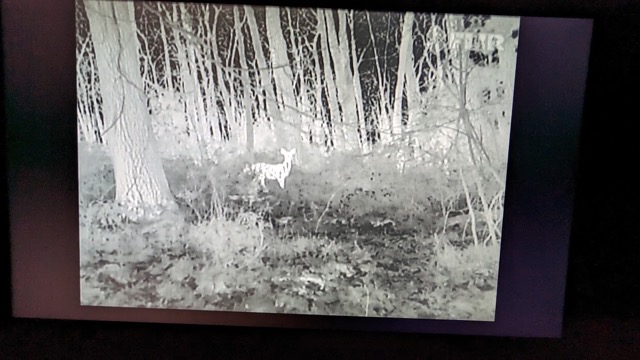 Doe heat signature as seen on a FLIR camera