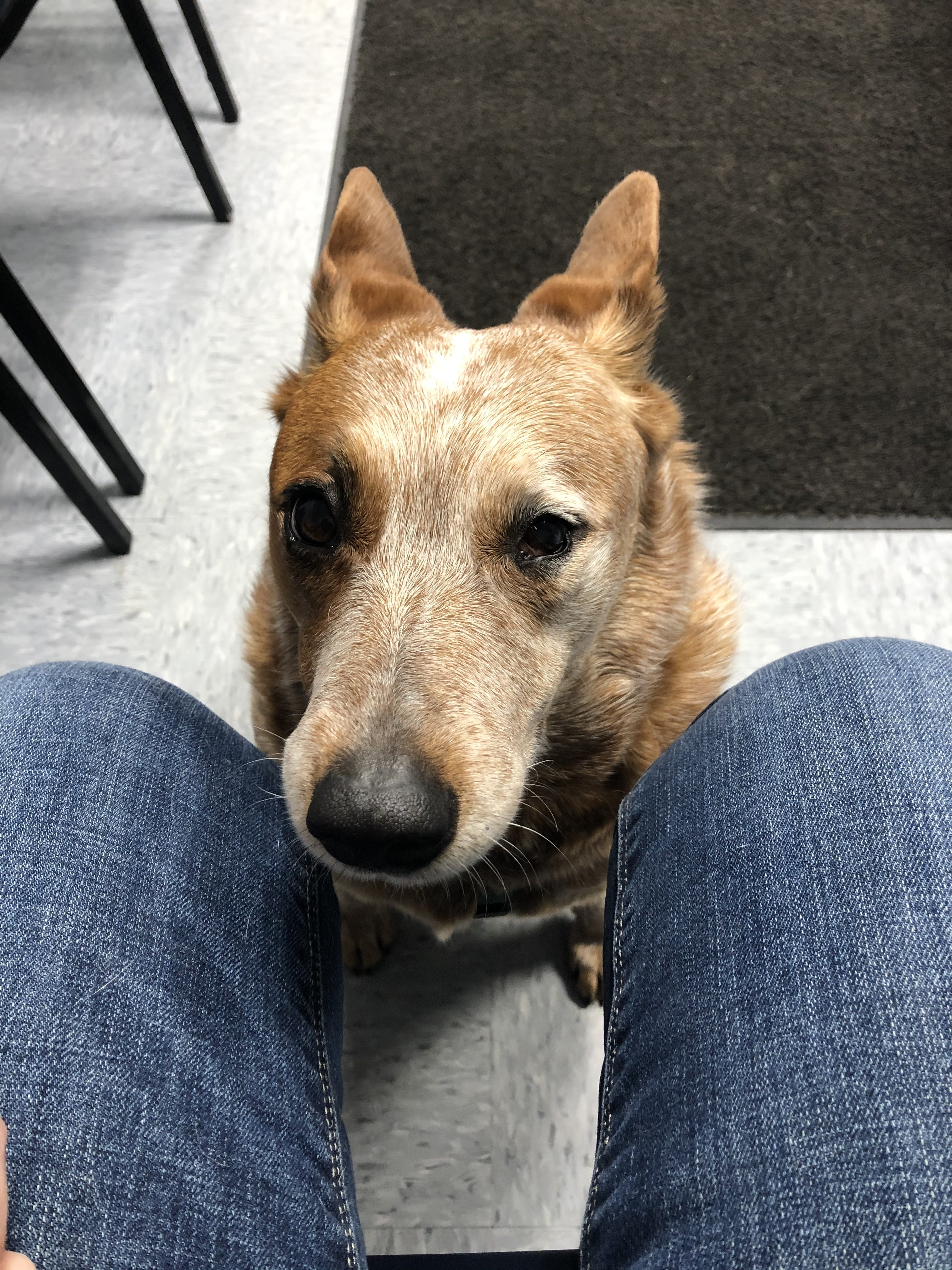 Dog sitting in front of person with ears back