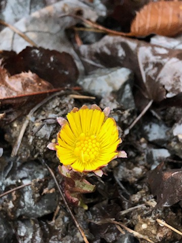 Flower blooming in leaf liter