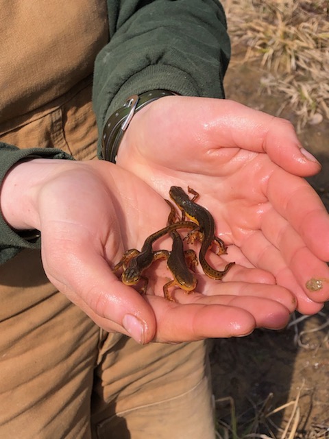 Hand full of newts