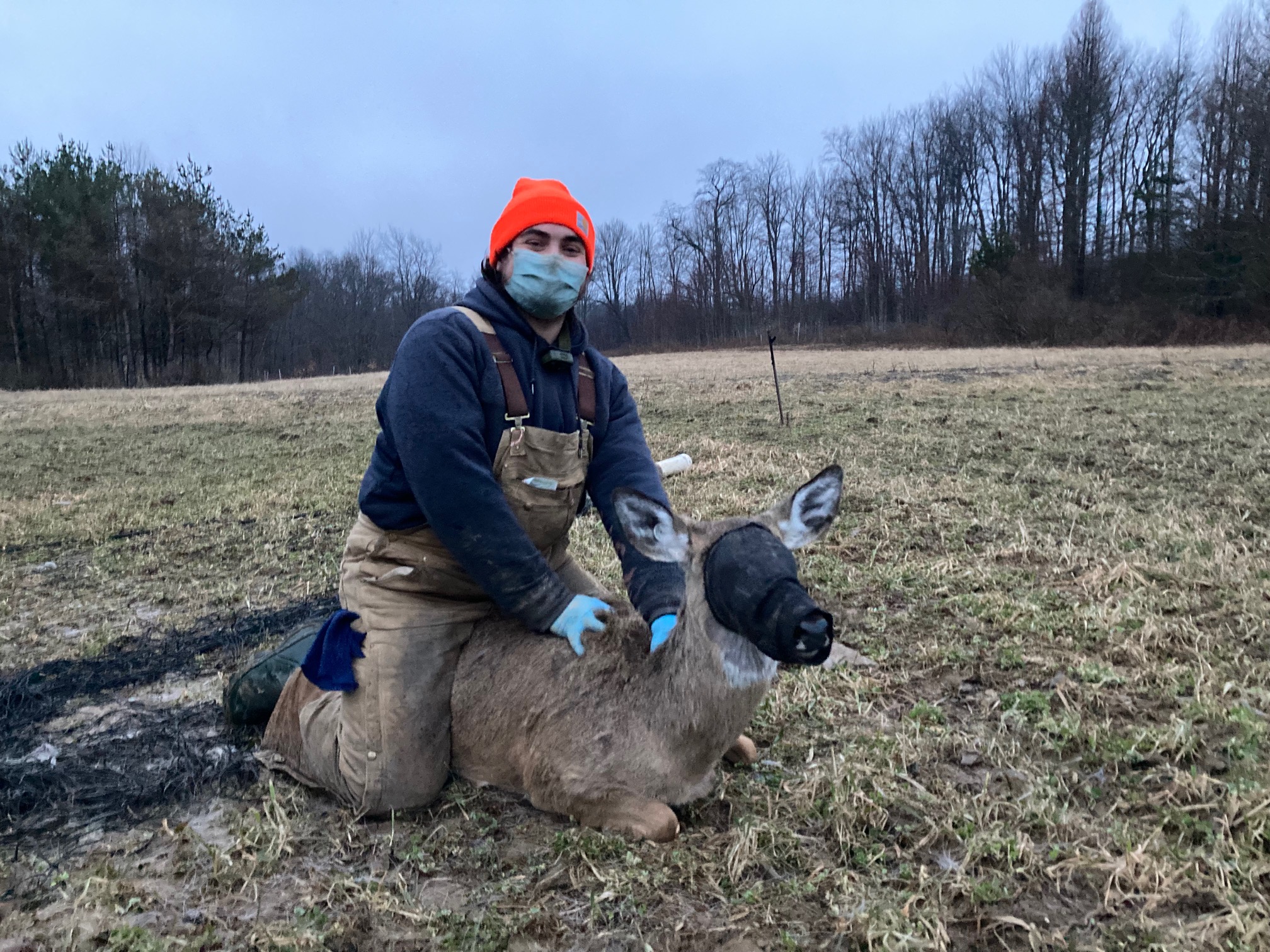 crew member sitting on a masked doe caught in a rock net