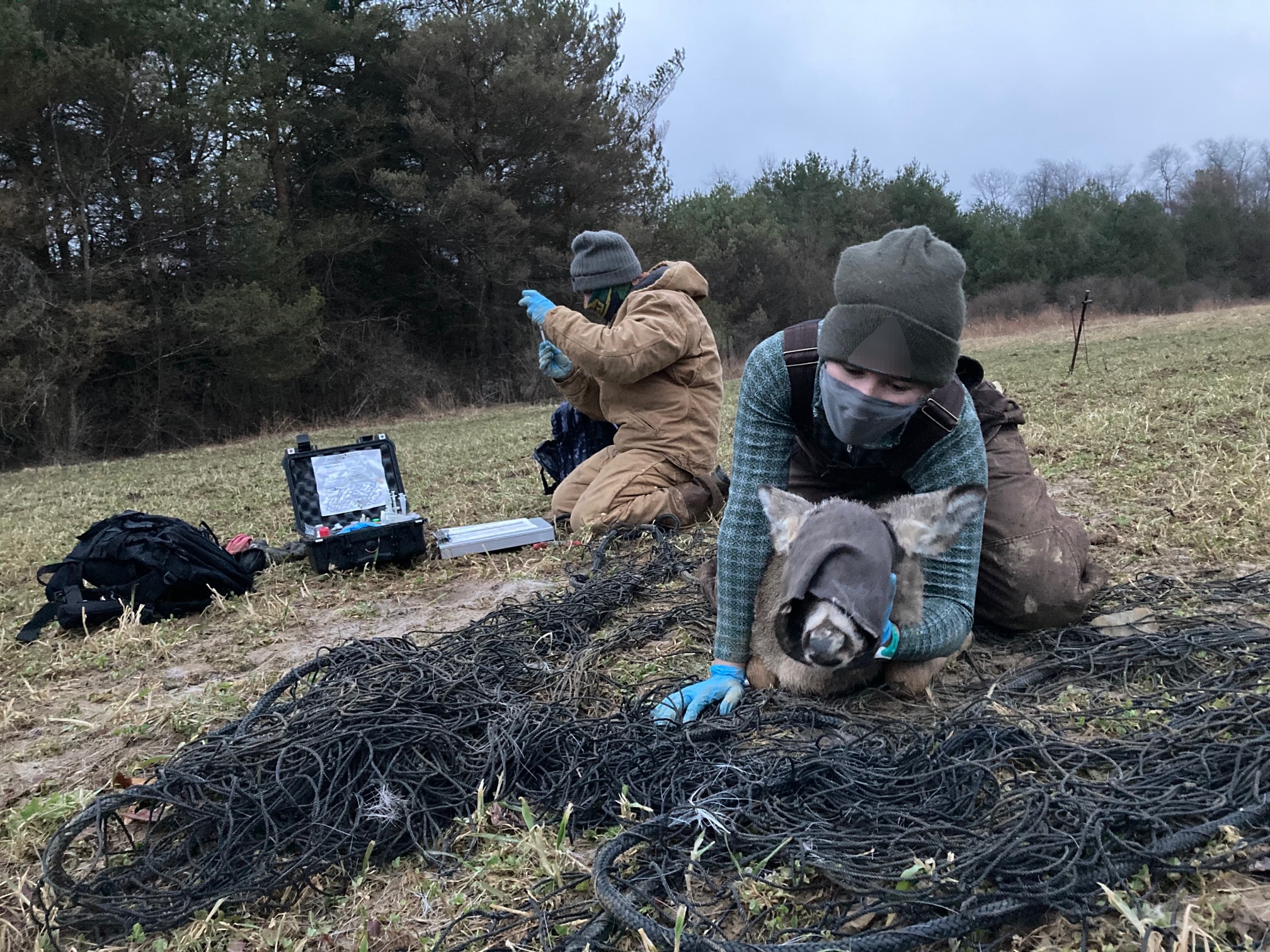 Field crew member sitting on deer to restrain under drop net