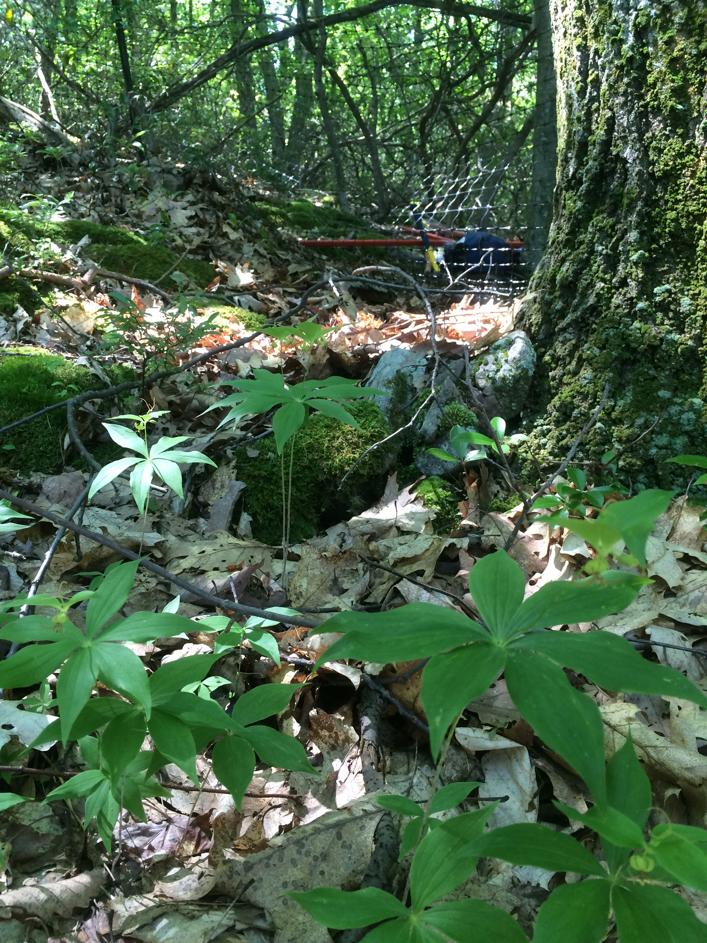 forest floor with indian cucumber root