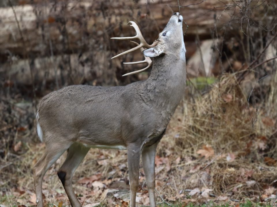 PSU Deer Study