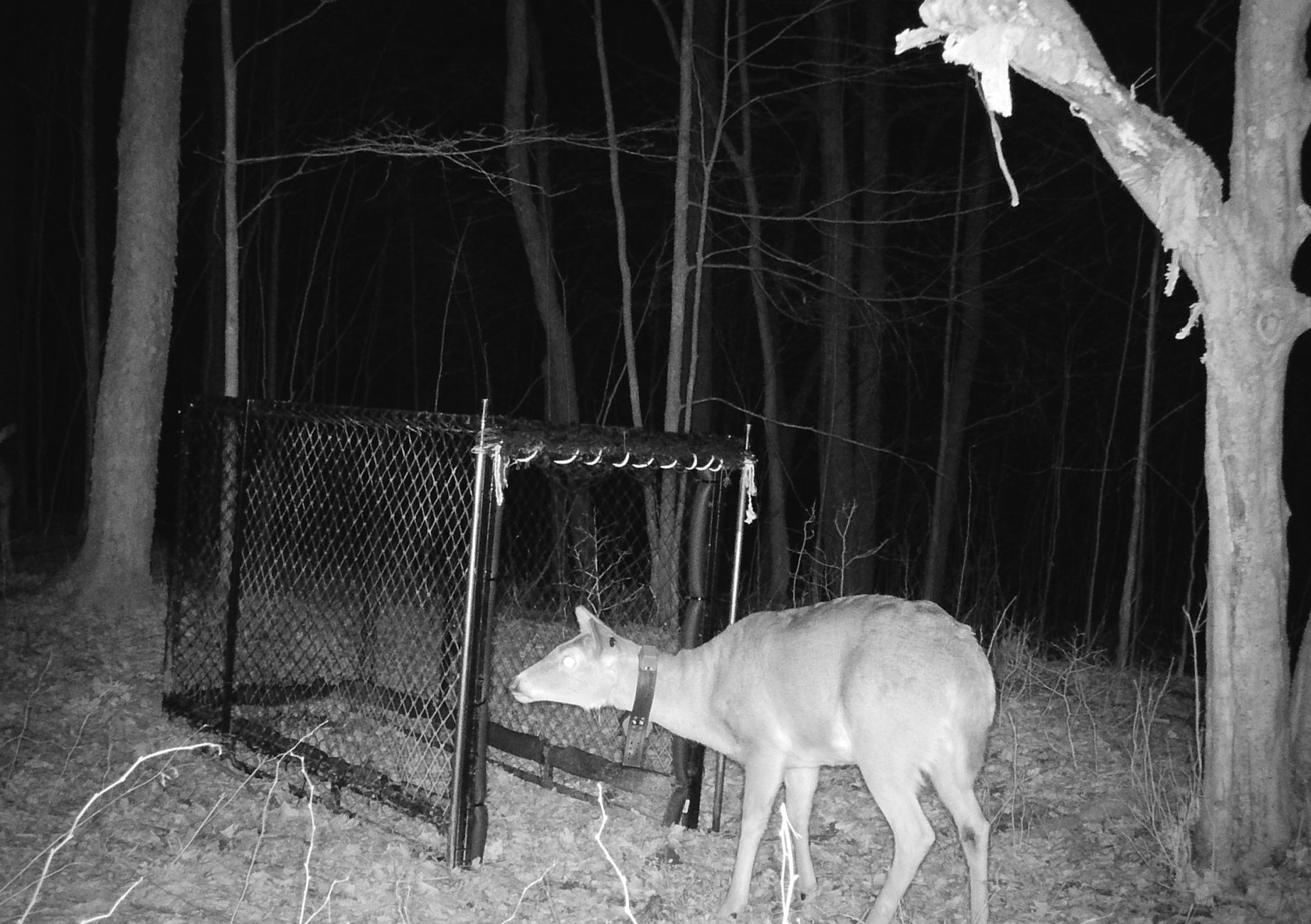 collared deer standing in front of a Clover Trap at night