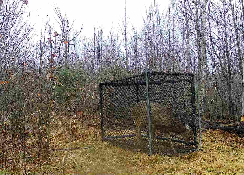 deer standing in Clover trap