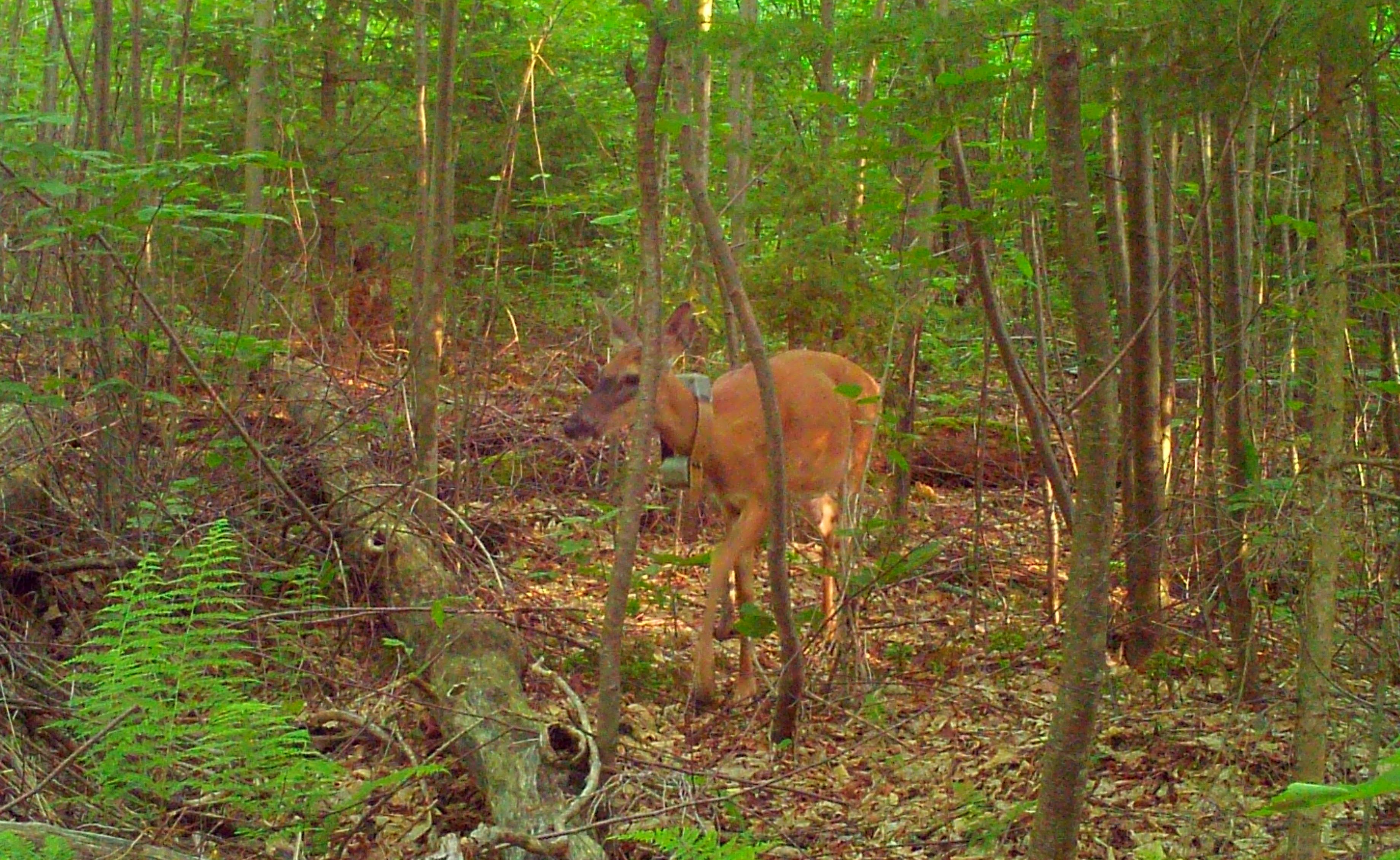 collared doe walking through forest in June