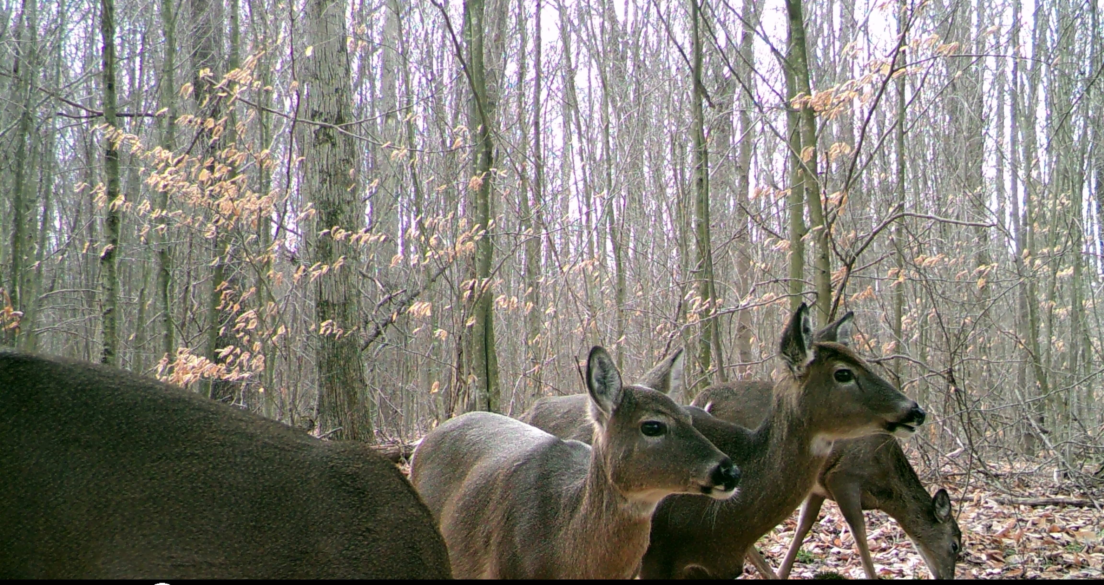 Group of 4 deer standing close to camera in the woods
