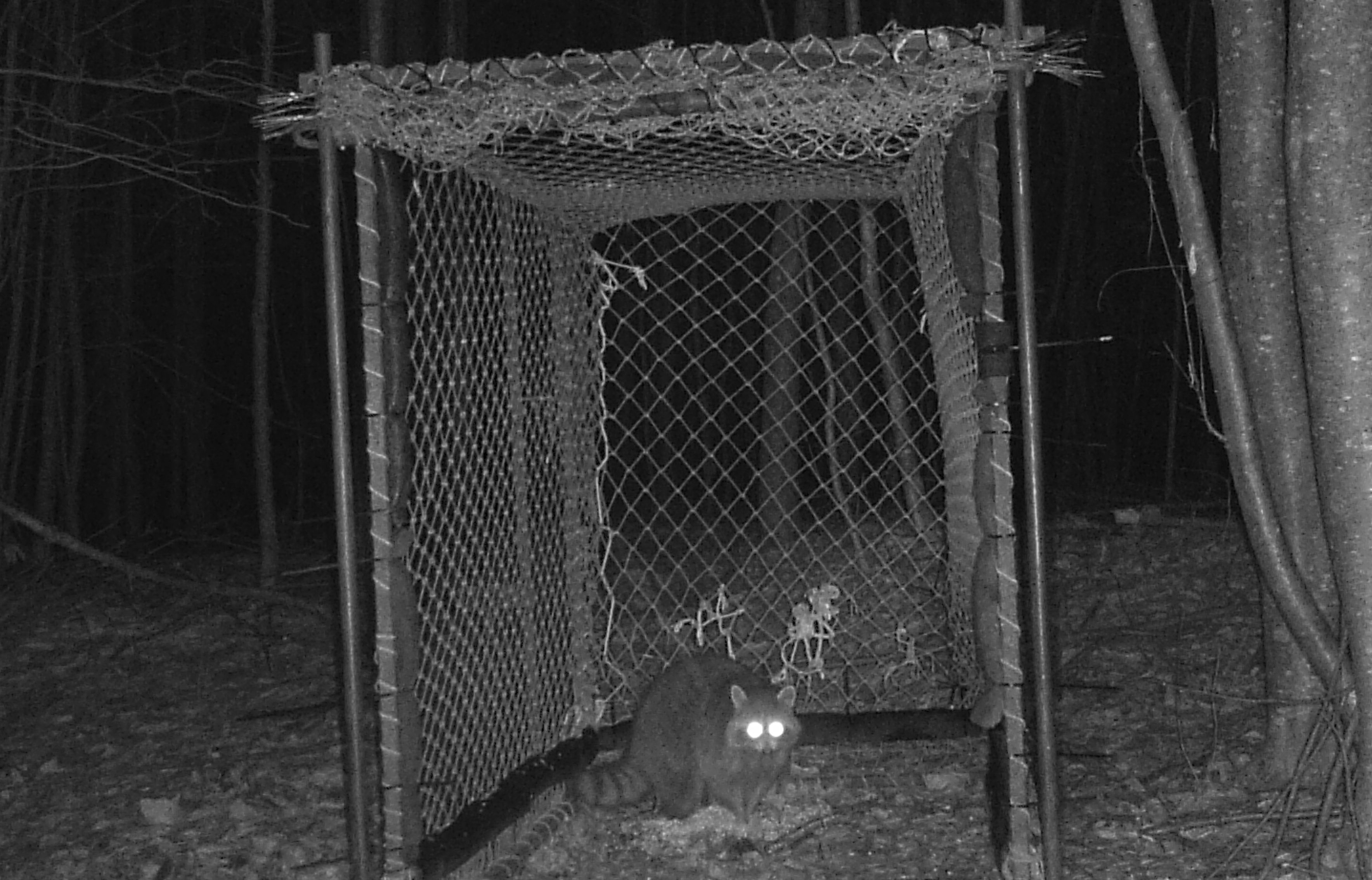 raccoon inside a Clover trap looking at camera at night