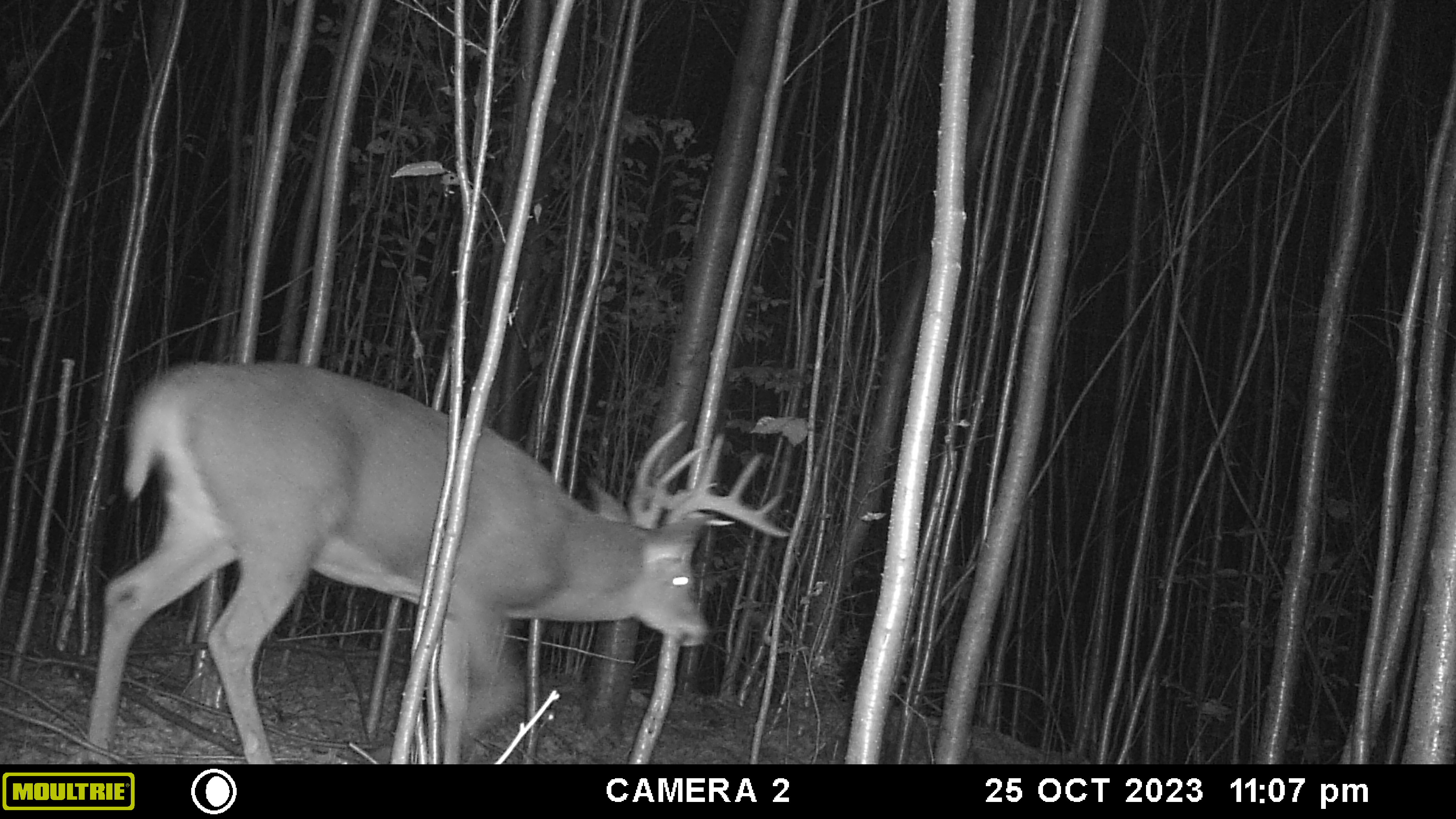 buck walking in woods at night in fall
