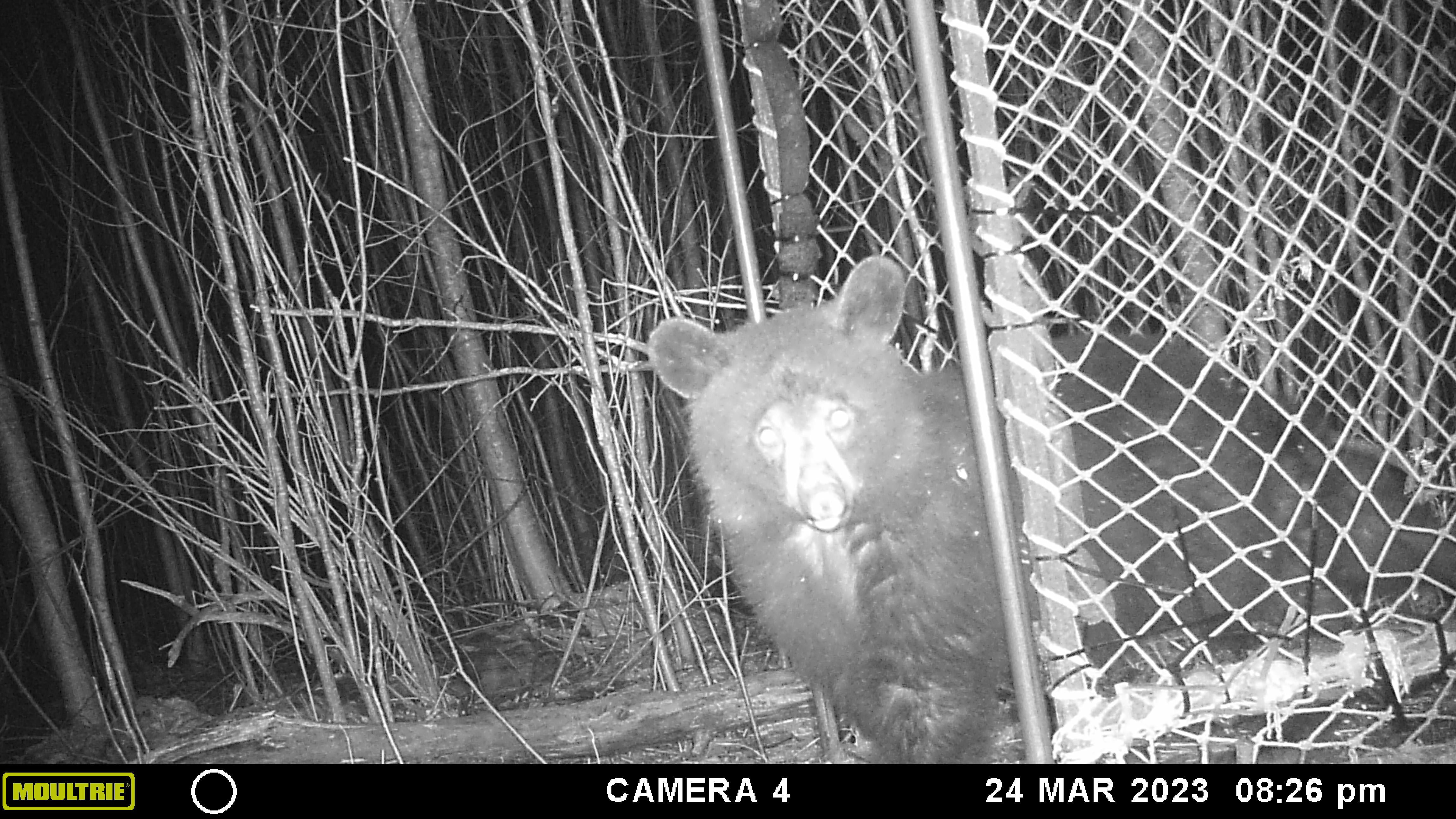 Bear looking trail cam from the entrance of a Clover trap
