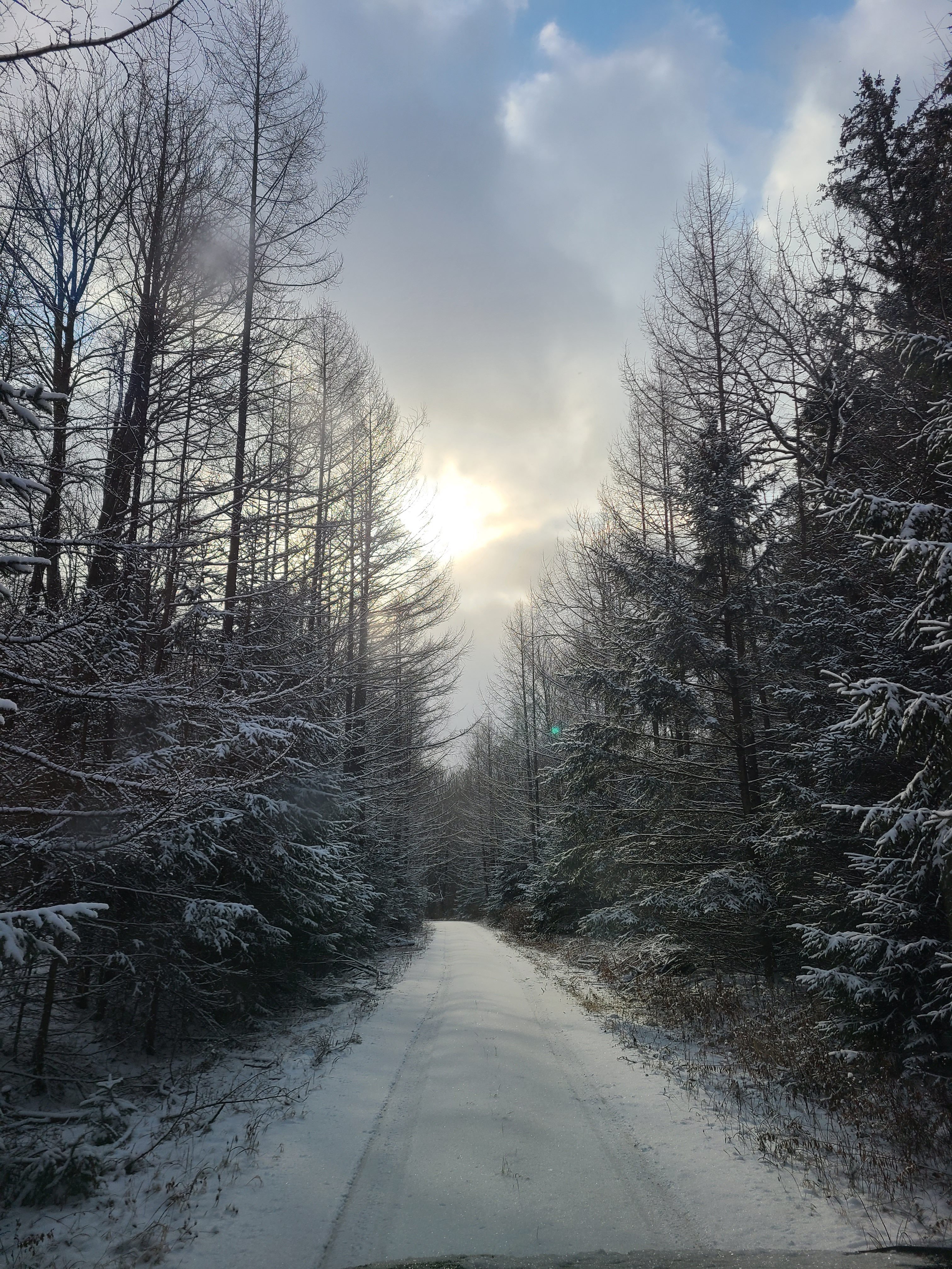 snow covered dirt road through the forest