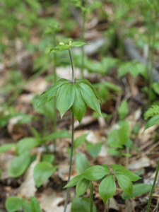 indian cucumber root