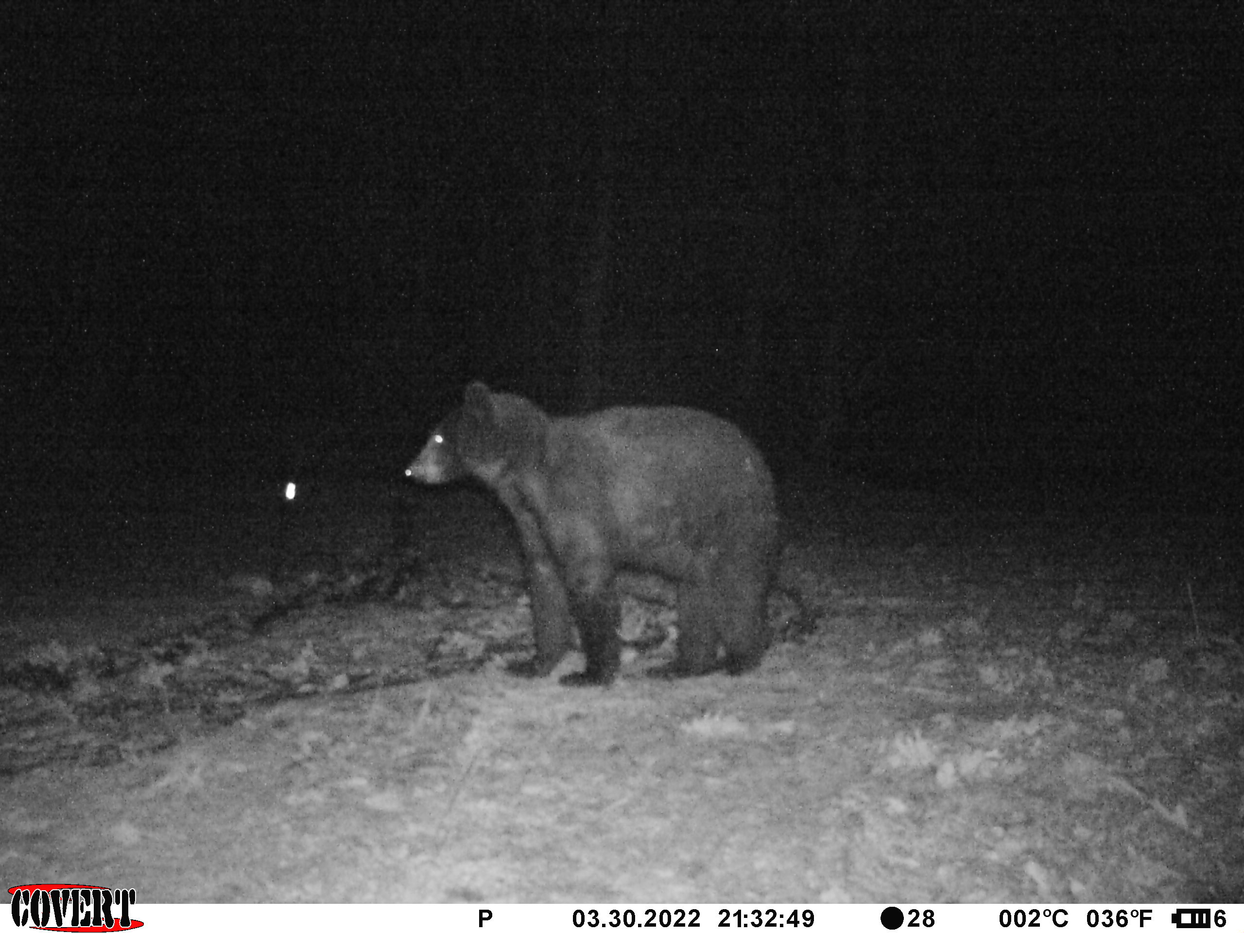 bear standing a rocket net site